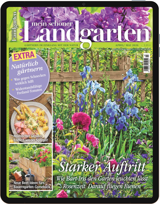 Einzelheft BUNTE Digital