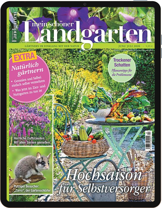 Einzelheft BUNTE Digital